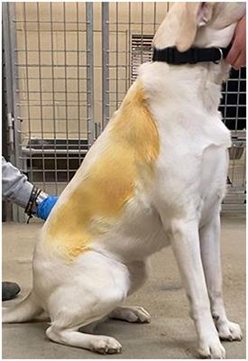 Biocidal effects of a wipe-down procedure using common veterinary cleansers on microbial burden within working canine exterior coats